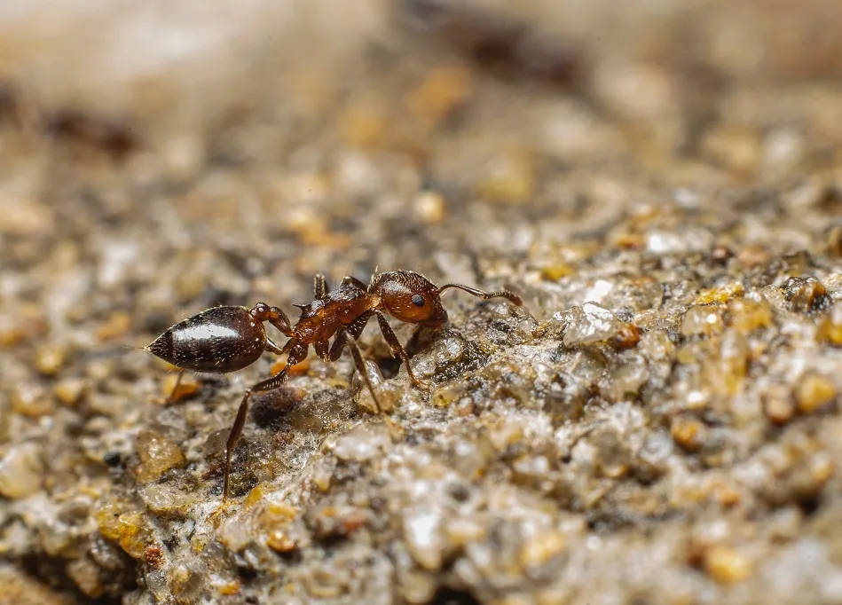 ant
