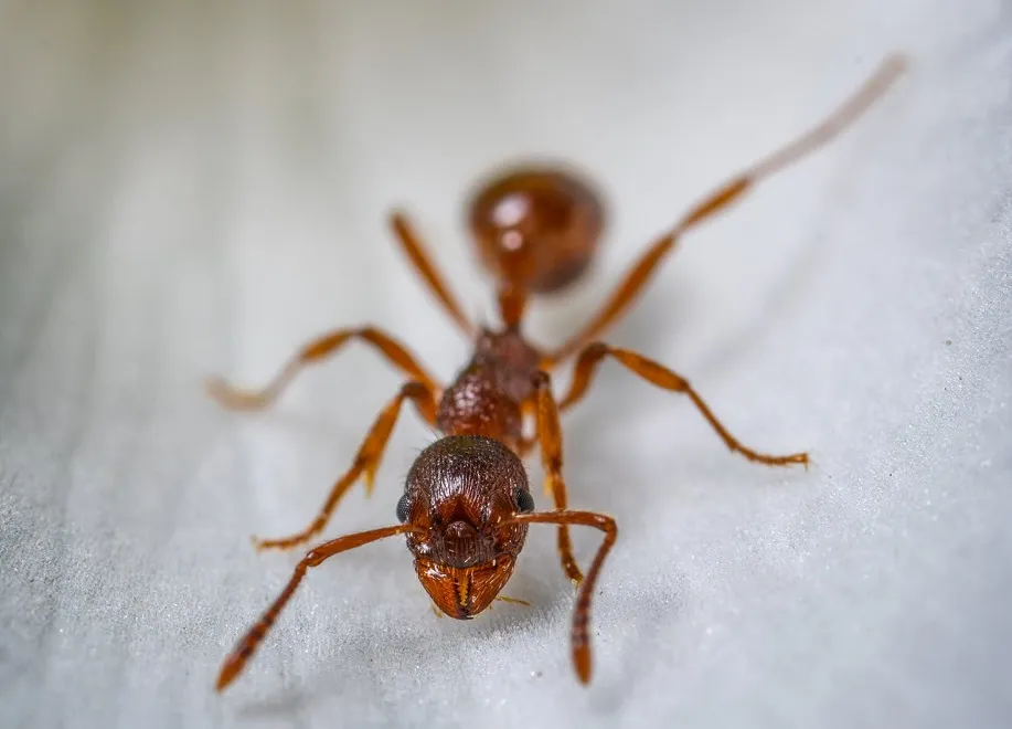 pest control