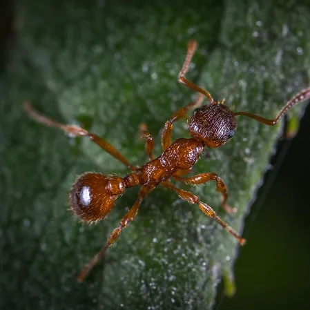 scorpion control