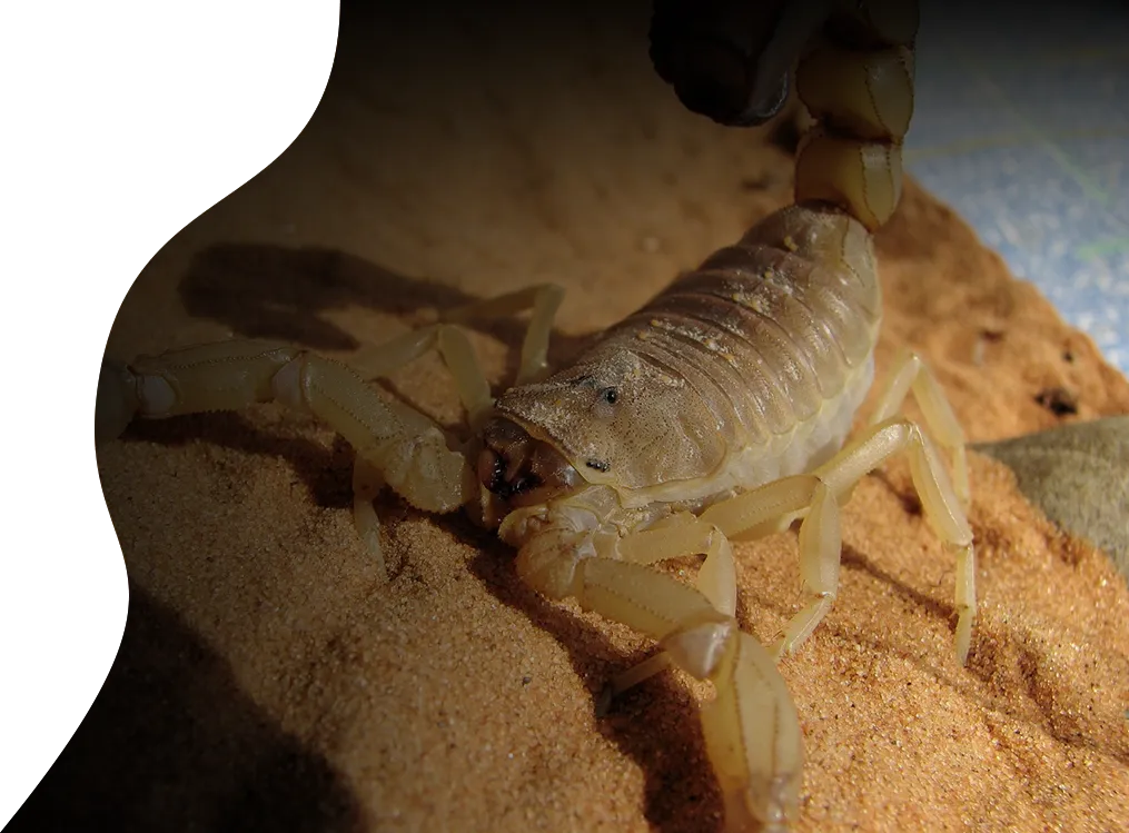 scorpion top