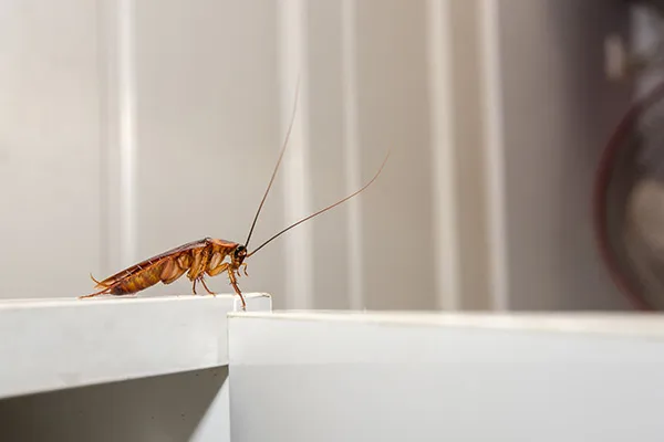roach