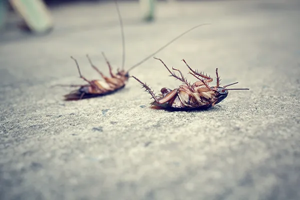 roach square