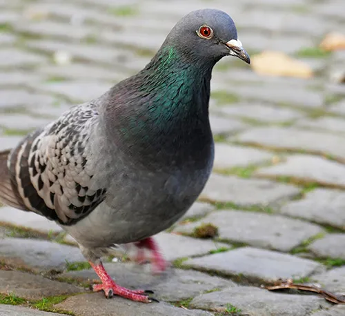 pigeon