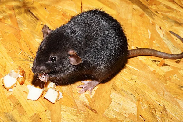 rat square