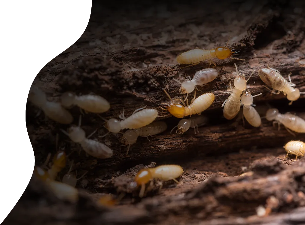 termites top