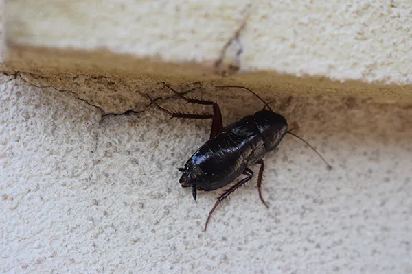 oriental cockroach