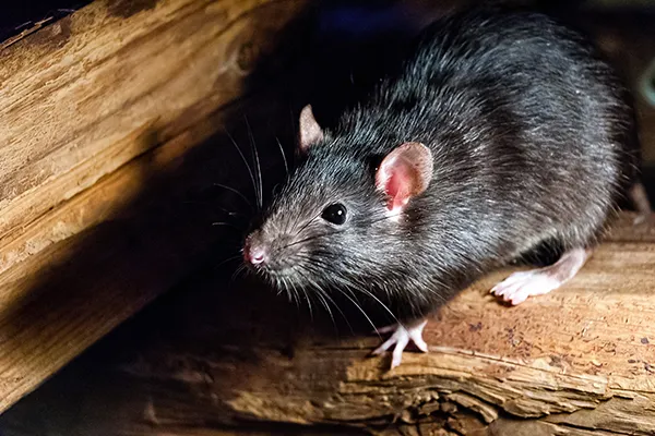 roof rat