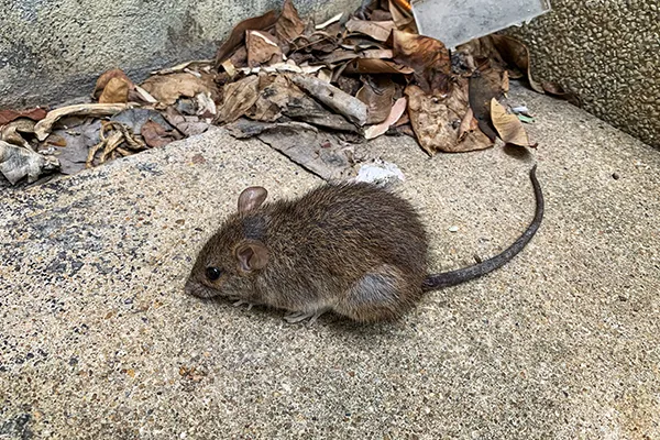 norway rat