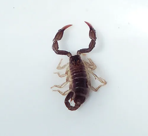 scorpion