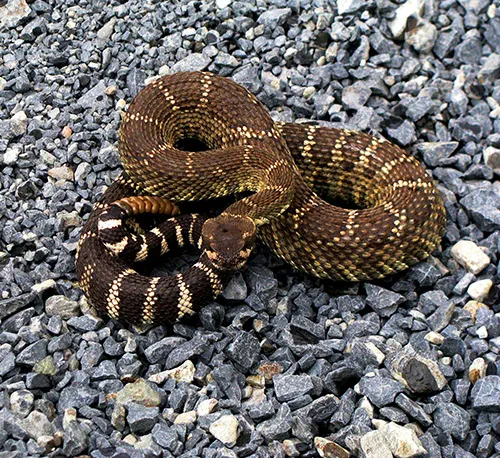 snake circle