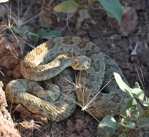 snake