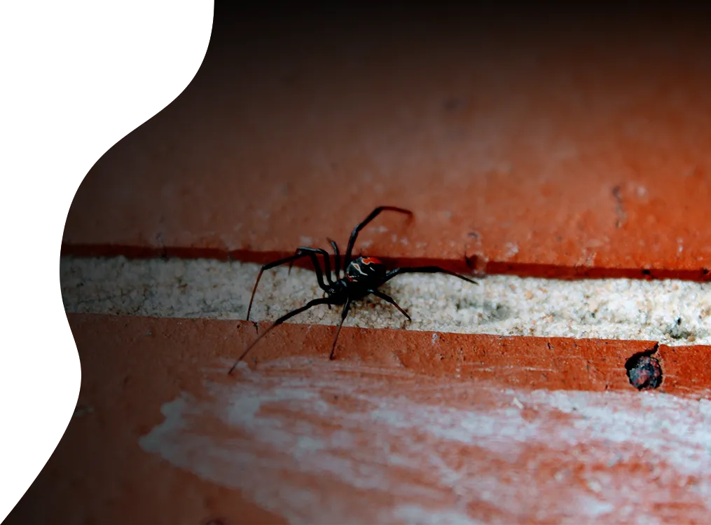 spider top