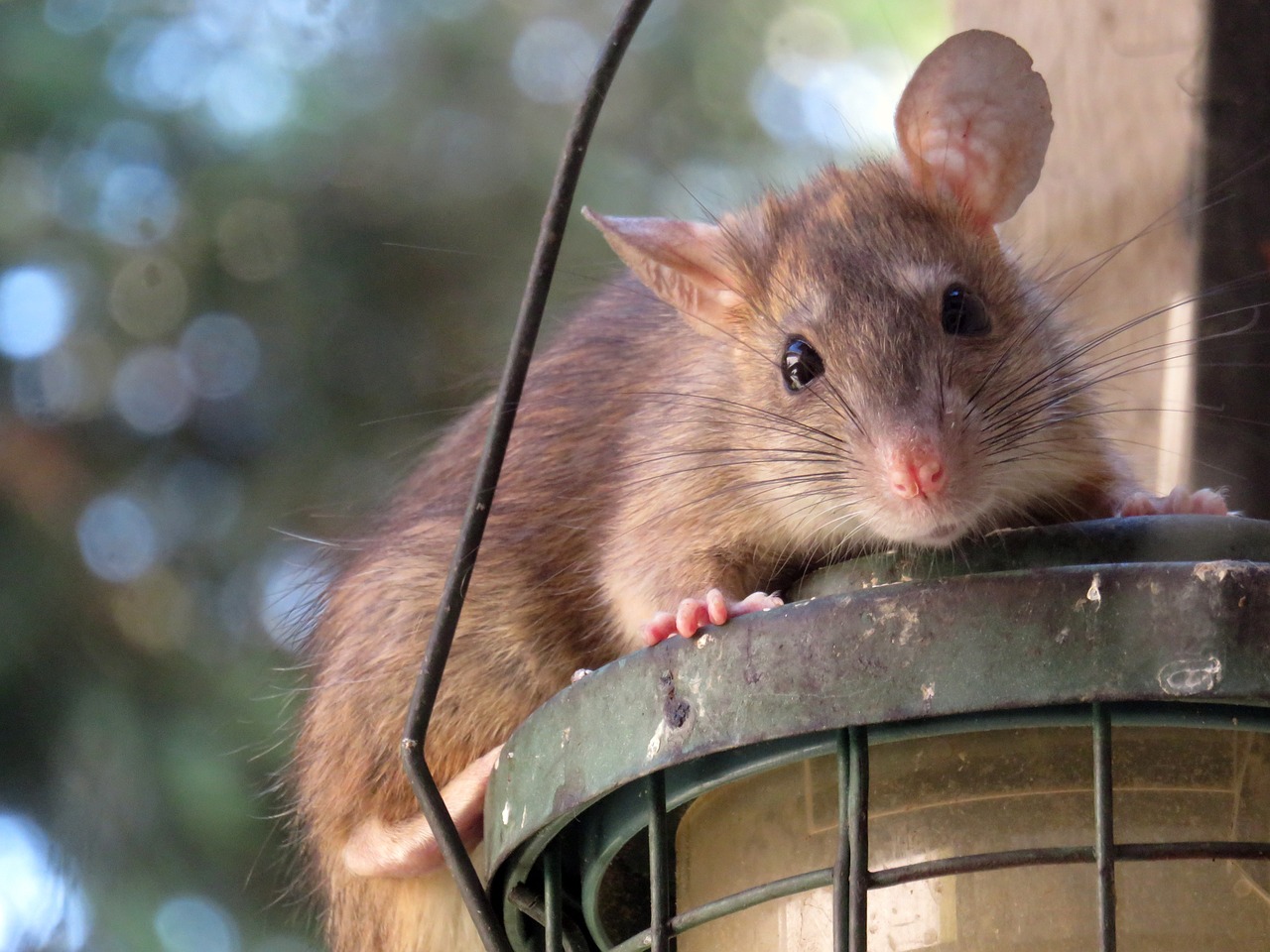 Rodent Problem