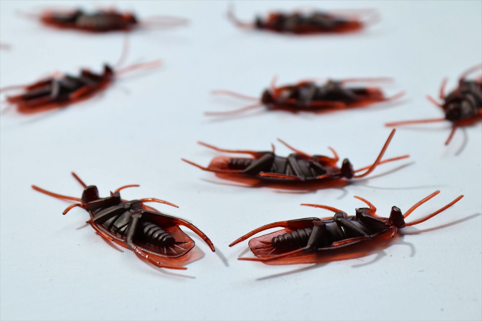 Do It Yourself (DIY) Pest Control Vs Hiring Contractors