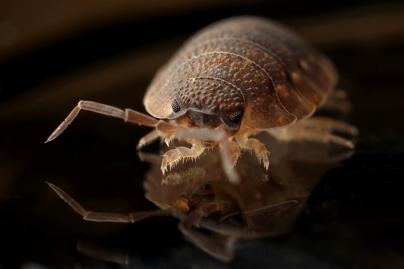Who is Responsible for Pest Control in a Rental Property