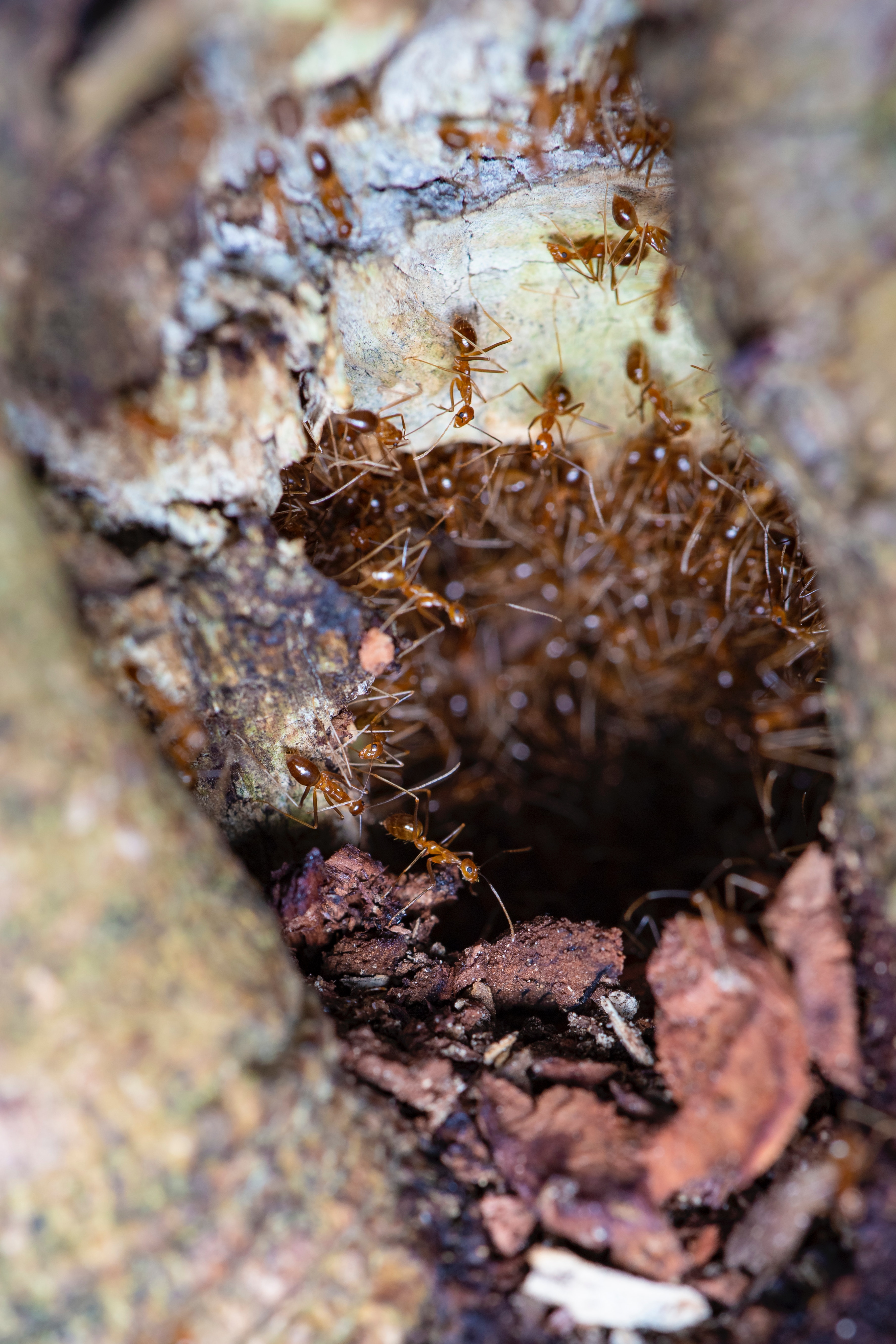 Get Rid of Ants Permanently in Arizona