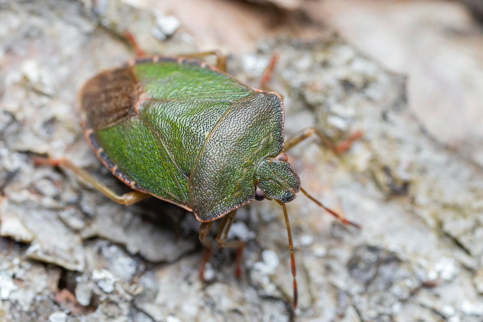 Bed Bug Prevention