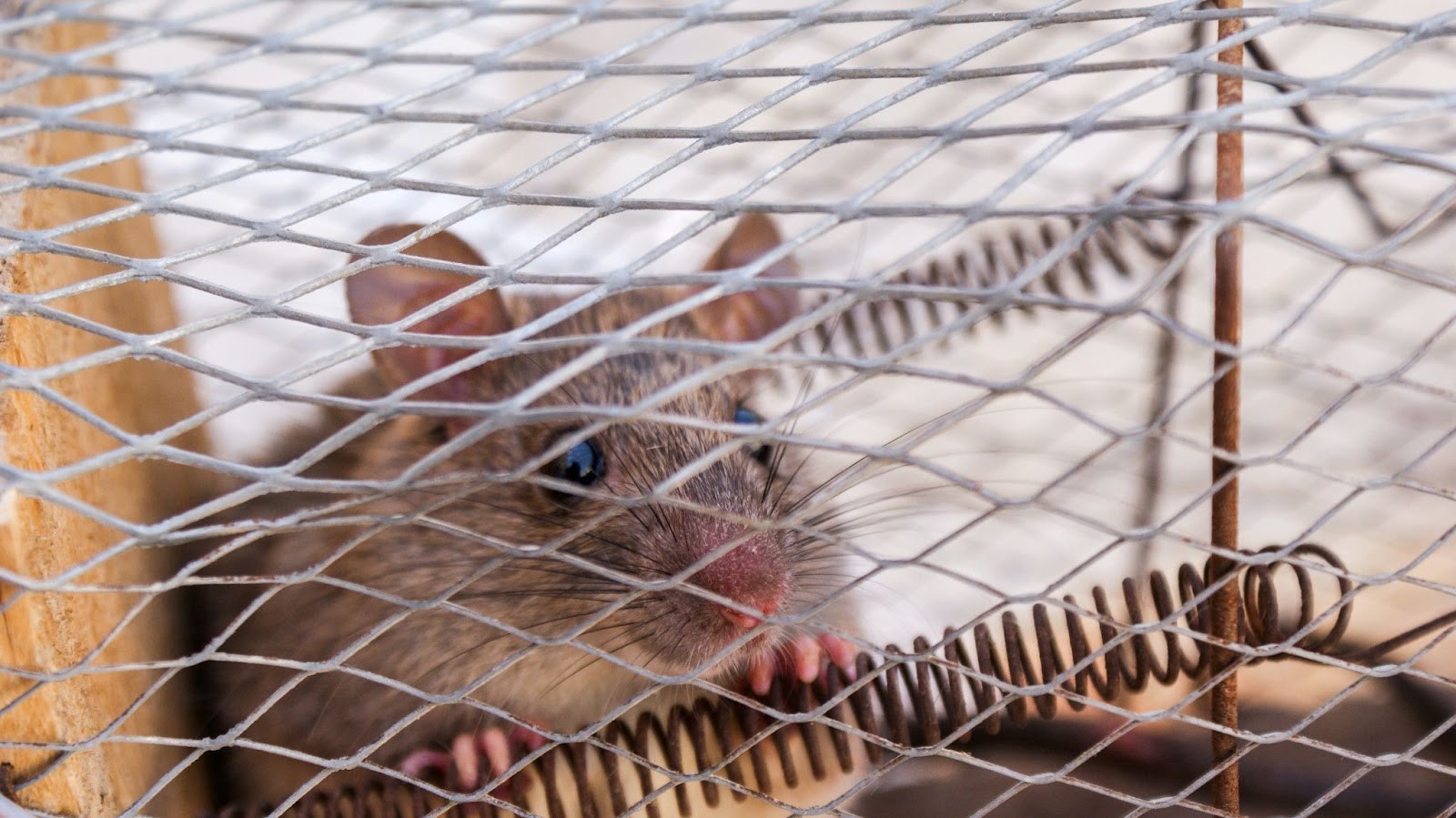 Best Rodent Removal Services in Phoenix AZ