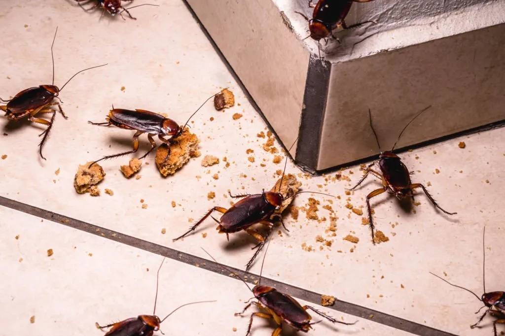 How Often Pest Control Should be Done