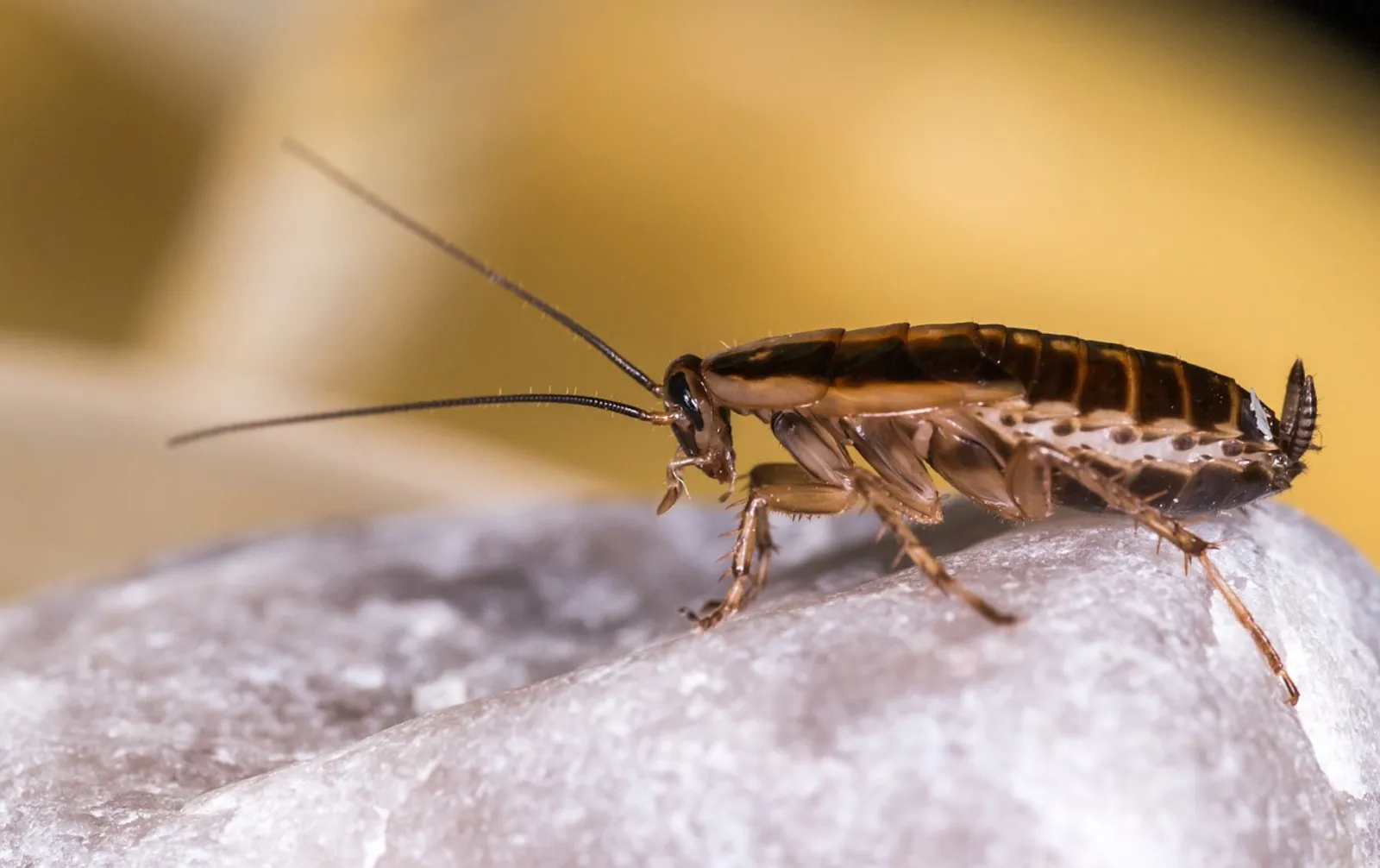 Cockroaches