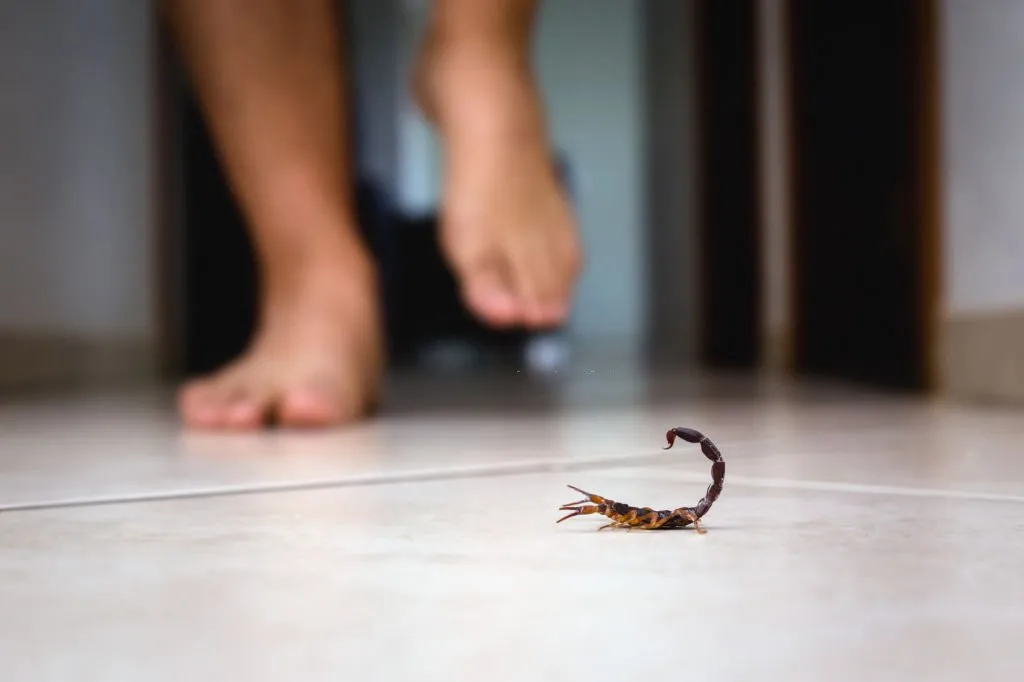 Worst Pests in Phoenix